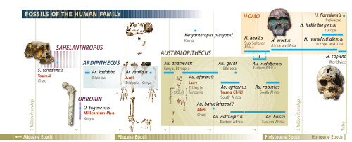 ardi homonid timeline