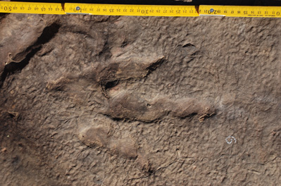 dinosaur-footprint