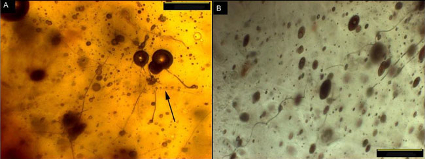 oldest known spider webs trapped in amber